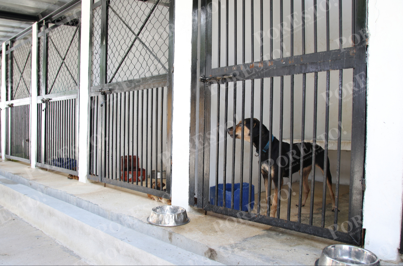 En el sitio permanecen bajo resguardo alrededor de 69 perros