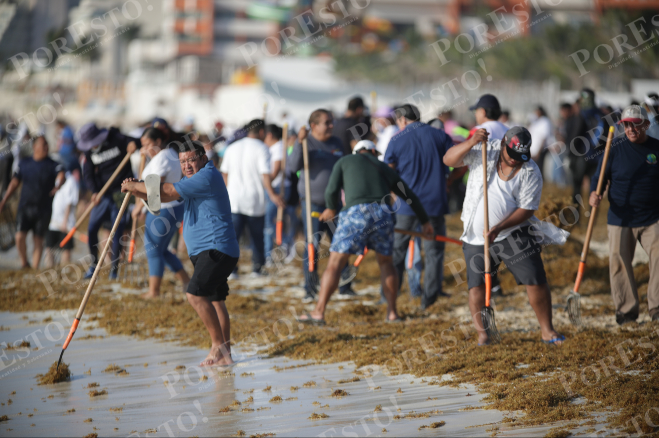 Durante el 2026, en Q. Roo se han recolectado más de 147 mil toneladas del alga