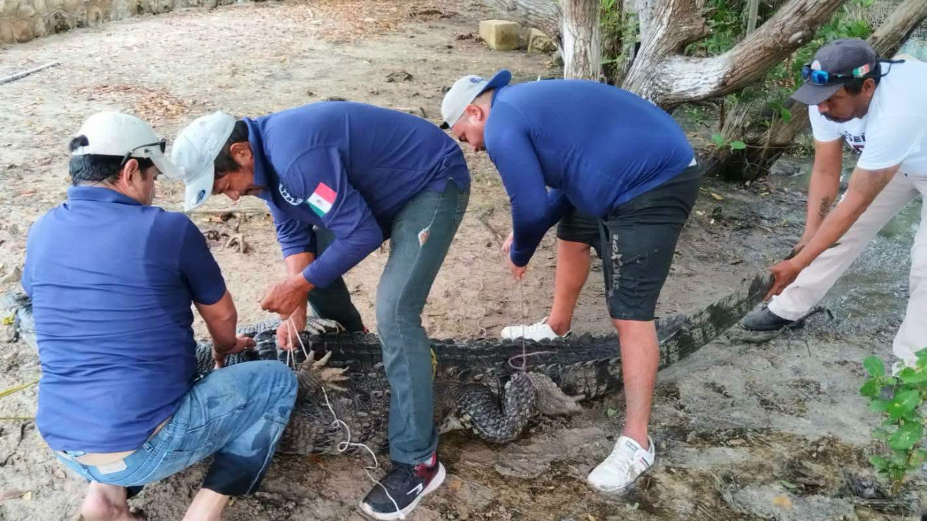 Cocodrilo es capturado en balneario de Río Lagartos luego de comerse a un perro