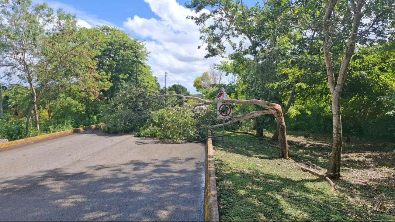 Elementos de Protección Civil y Bomberos realizaron trabajos de corte, poda y retiro del árbol para liberar la vía