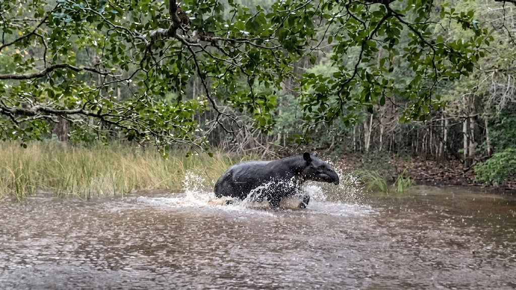 Un monitor comunitario captó a un tapir disfrutando del agua en una aguada.