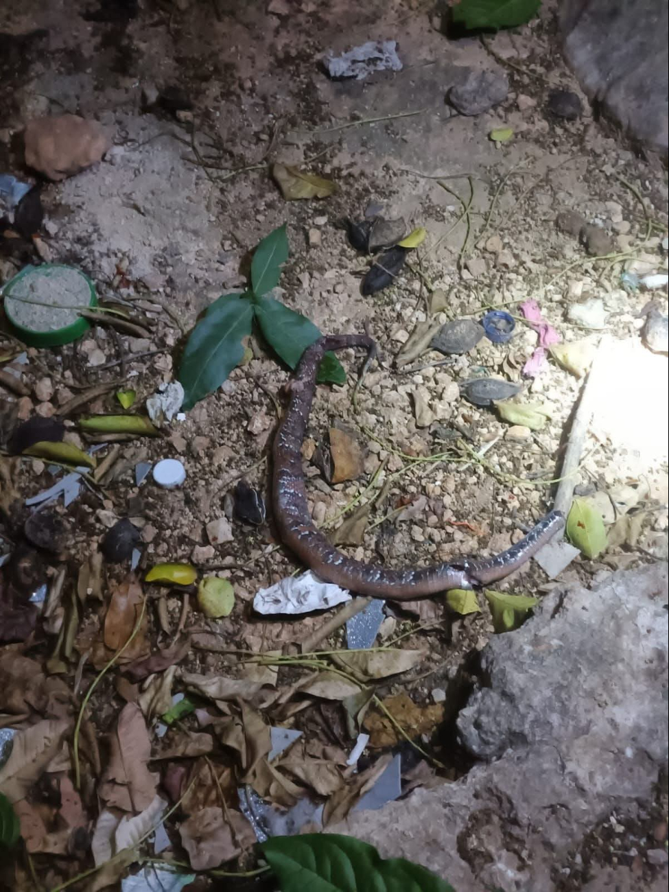 Grito de auxilio alerta a familia tras mordedura de serpiente en Calkiní