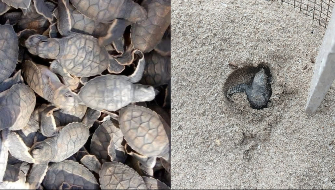 La temporada de anidación de tortuga carey se mantiene activa en el campamento Punta Xen, Champotón.