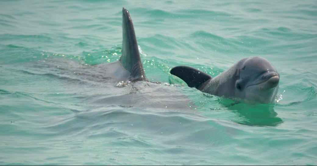 Destaca como un destino ecológico único por sus aguas serenas, extensos manglares y avistamiento de delfines en libertad.