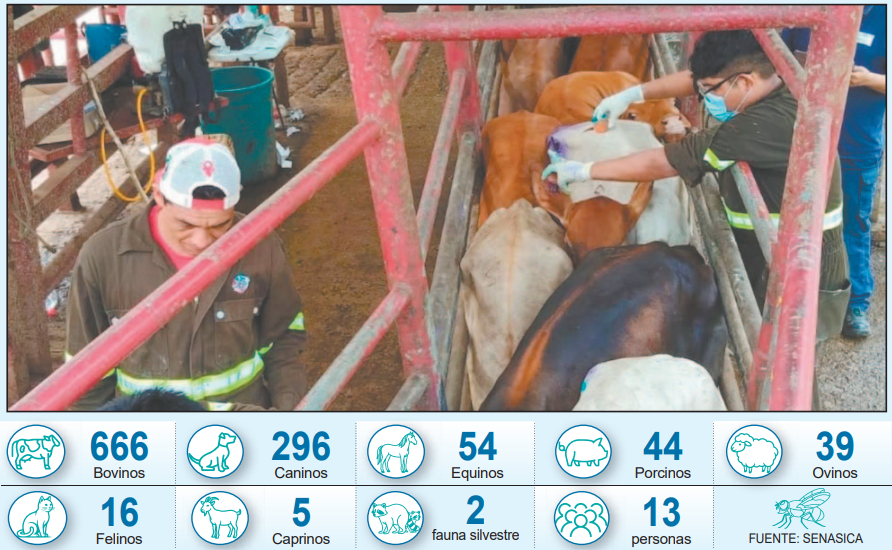 Campeche capital lidera casos de miasis con 262 registros