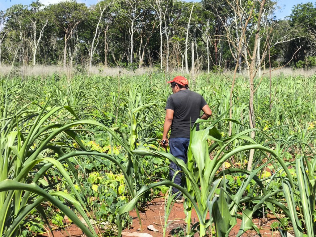 El campo de la zona maya enfrenta una de las crisis más fuertes