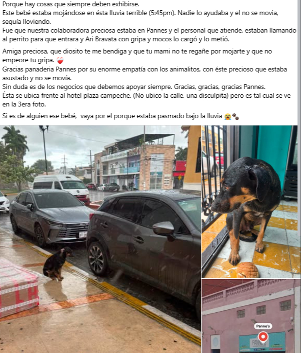 En redes sociales se hizo un llamado al posible propietario para que acudiera a recuperar al animal.