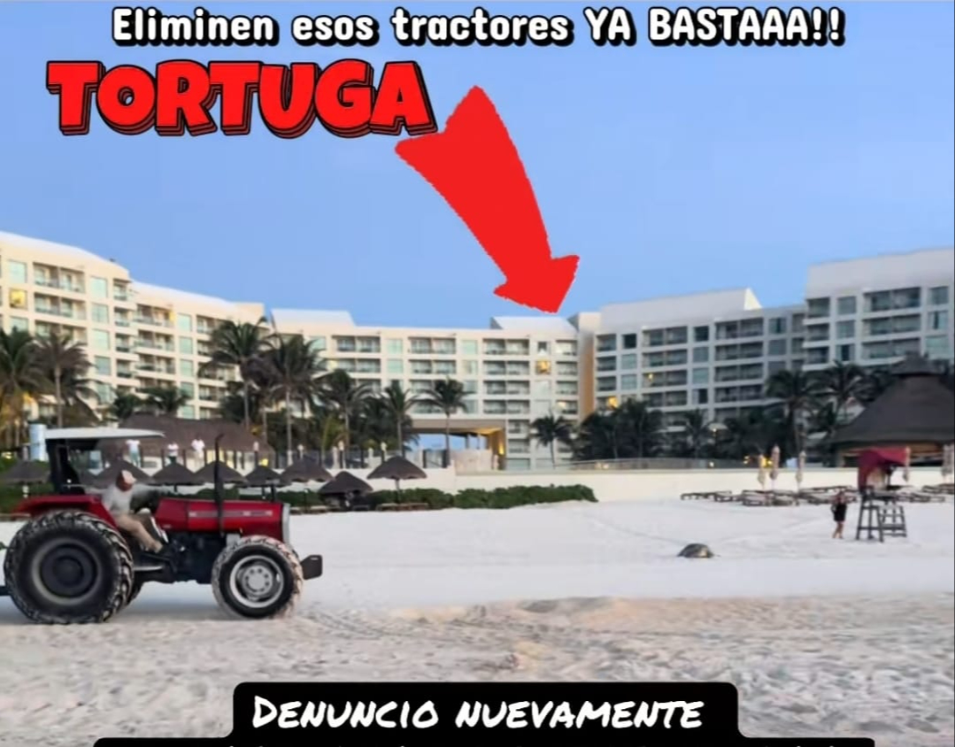 Graba a tractor obstruyendo paso de tortuga desovando