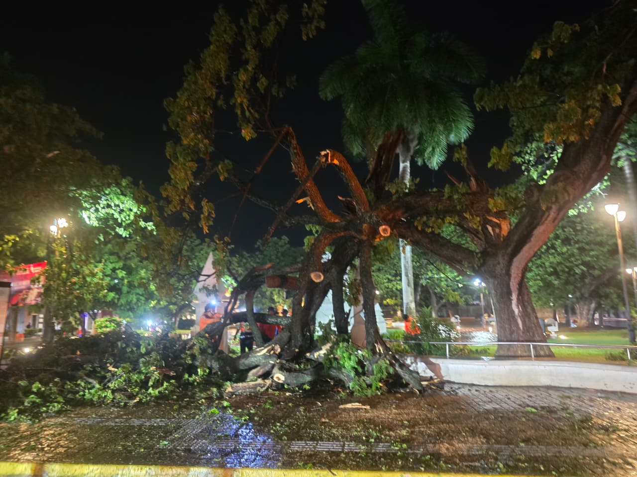 Fuertes lluvias dañan antiguo árbol frente a una escuela en Campeche