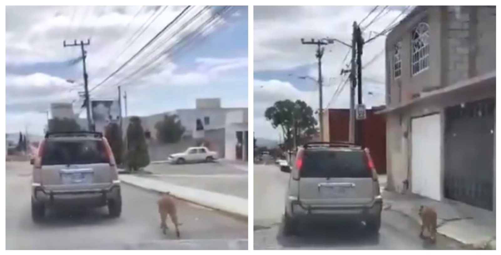 A pesar del intento de la persona que grabó el vídeo, la pareja se negó a detener la camioneta. Foto: Internet A pesar del intento de la persona que grabó el vídeo, la pareja se negó a detener la camioneta. Foto: Internet