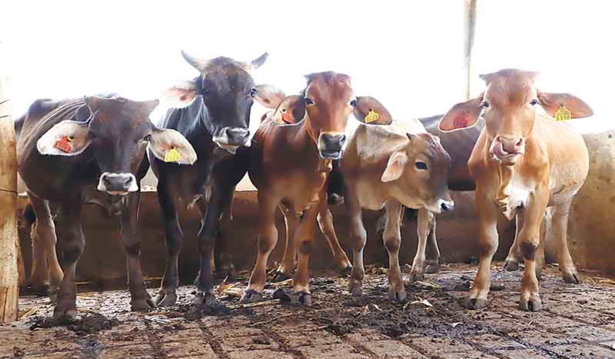 Los productores de leche también se vieron afectados por las lluvias. Foto: Luis Manuel Pech Sánchez. Los productores de leche también se vieron afectados por las lluvias. Foto: Luis Manuel Pech Sánchez.