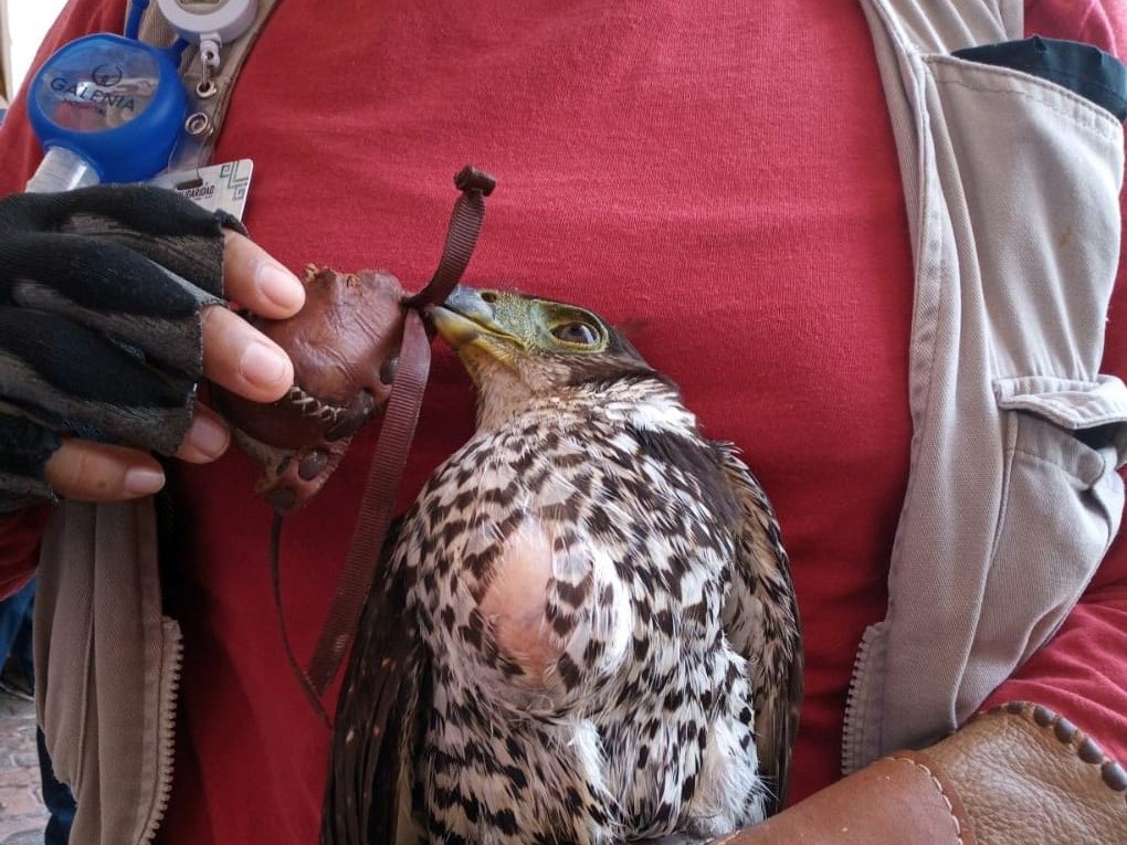 Luego de ser evaluados los animales fueron liberados Foto: Joel Tzab