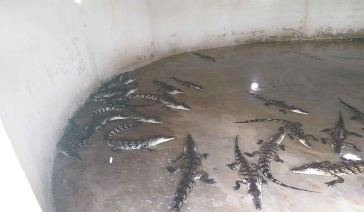 “Cocodrilos de Palizada” no cuenta con la capacidad para recibir la cantidad de peces que se recolectan. Fotos: Julio Gutiérrez.