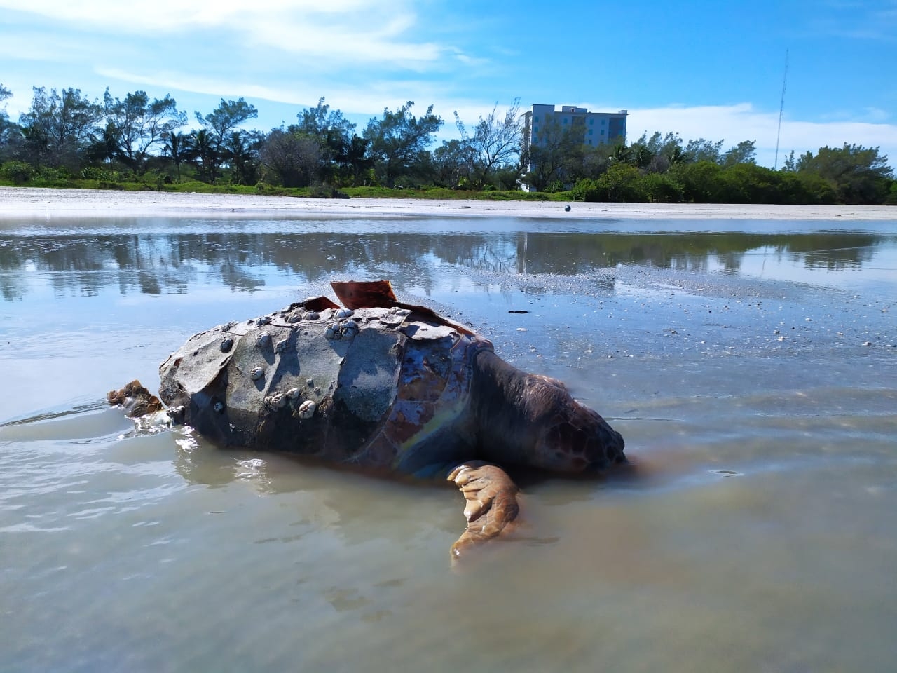 El quelonio fue encontrado en estado de descomposición y tenía su caparazón roto. Foto: Juan García