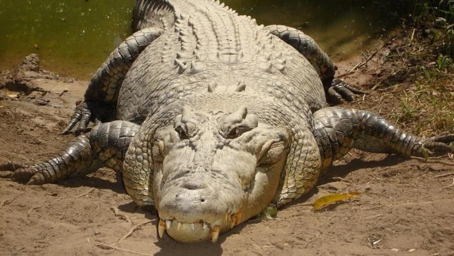 Cocodrilo observa a bañistas en la laguna en Río Lagartos: VIDEO