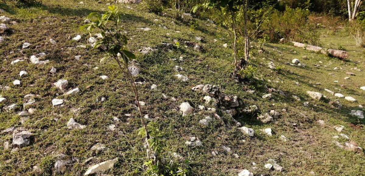 Por trabajos del Tren Maya, encuentran monumentos arqueológicos cerca de Candelaria
