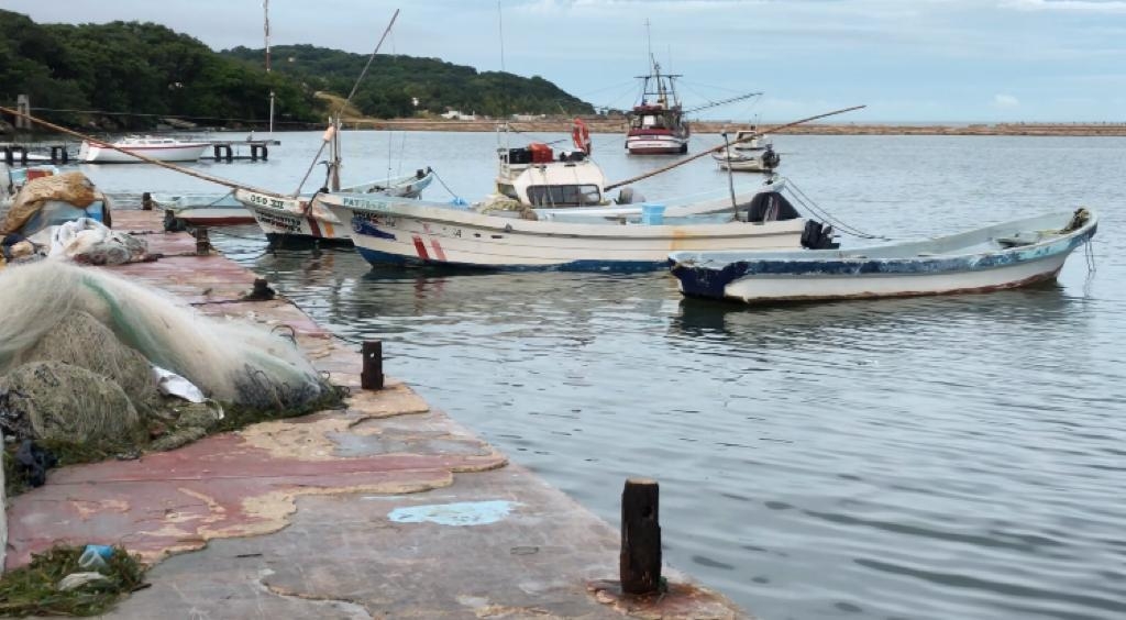 Del 1 de agosto al 13 de septiembre se ha capturado un total de  3 millones 180 mil 722 kilogramos del molusco Foto: David Vázquez