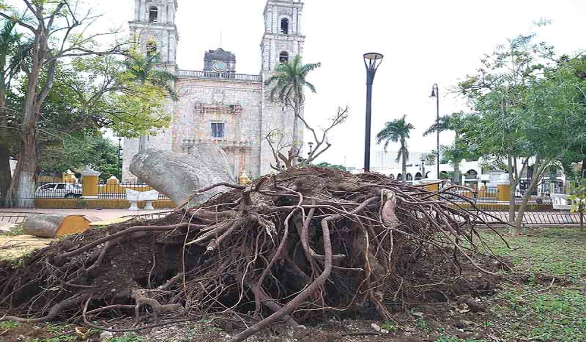 Un laurel de más de 70 años que estaba frente a la Catedral de Valladolid, sucumbió por los vientos del huracán. Foto: Por Esto! Un laurel de más de 70 años que estaba frente a la Catedral de Valladolid, sucumbió por los vientos del huracán. Foto: Por Esto!