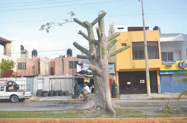 La tala fue hecha durante la madrugada, por lo que vecinos no pudieron impedirlo. Foto: Fernando Kantún La tala fue hecha durante la madrugada, por lo que vecinos no pudieron impedirlo. Foto: Fernando Kantún
