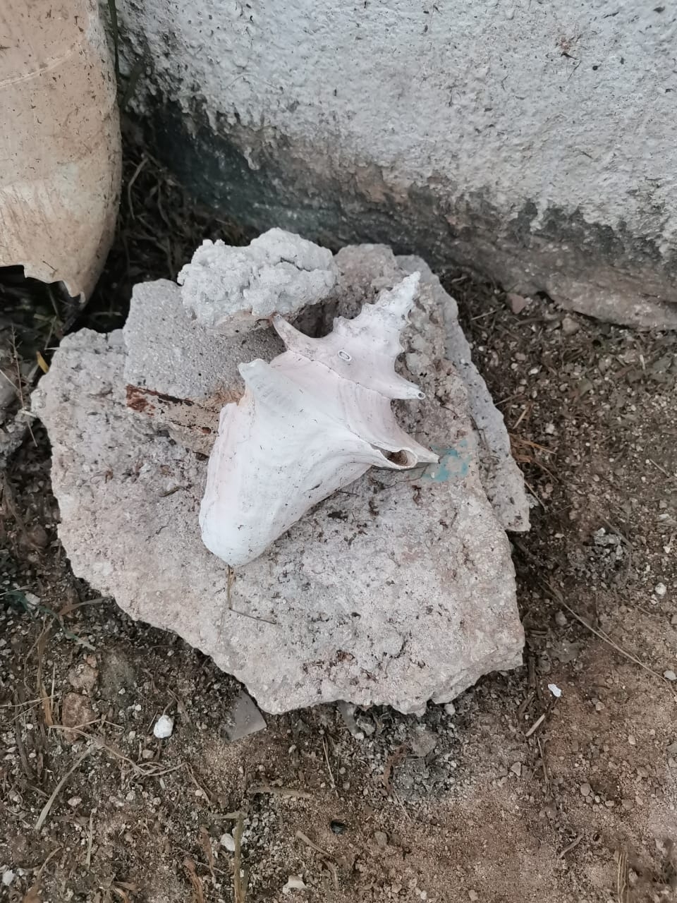 Los vecinos están a la espera de la respuesta de las autoridades, mientras tanto han protegido a la especie. Foto: Brian Lara Los vecinos están a la espera de la respuesta de las autoridades, mientras tanto han protegido a la especie. Foto: Brian Lara