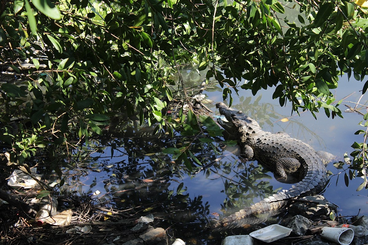 El reptil fue captado por un usuario y lo compartió en su cuenta de Facebook. Foto: Internet