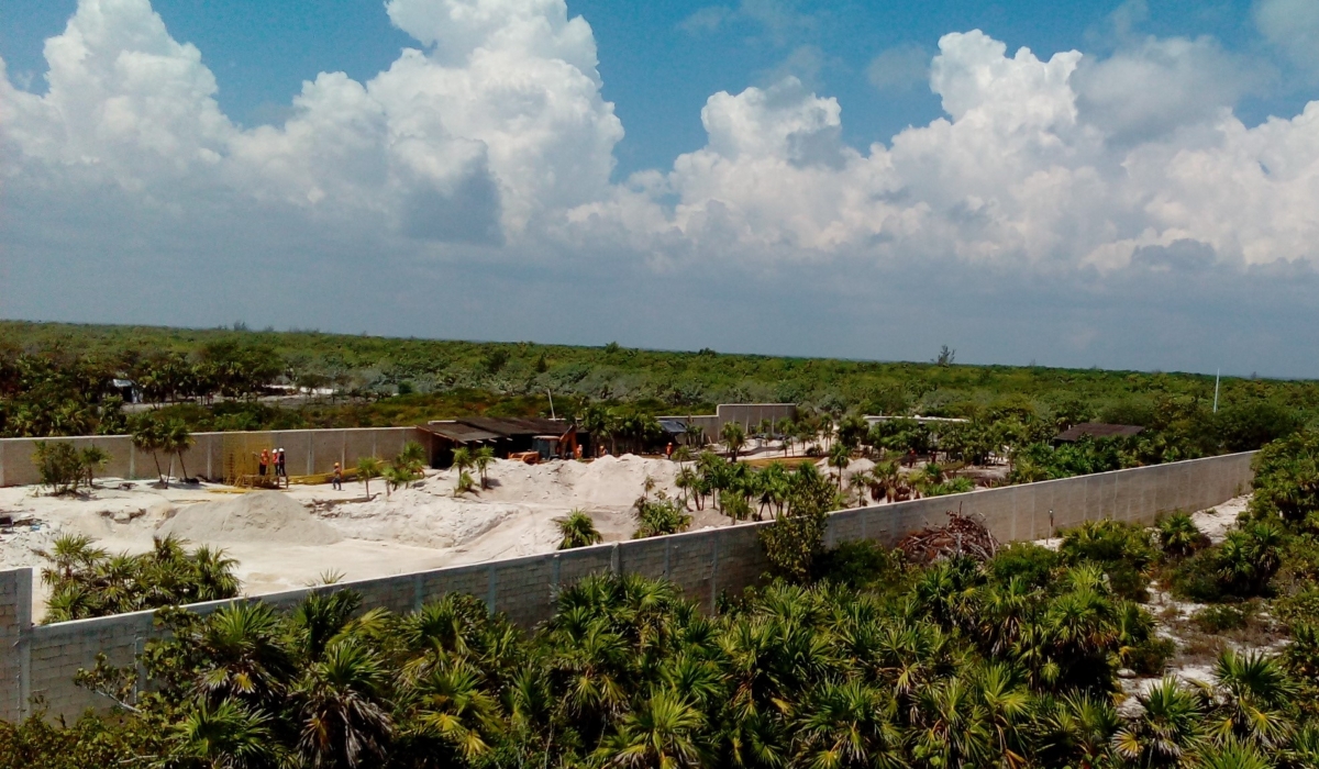 En el 2019, más de 10 mil metros cuadrados de plantas
originarias fueron arrasados . Foto: Ovidio López.