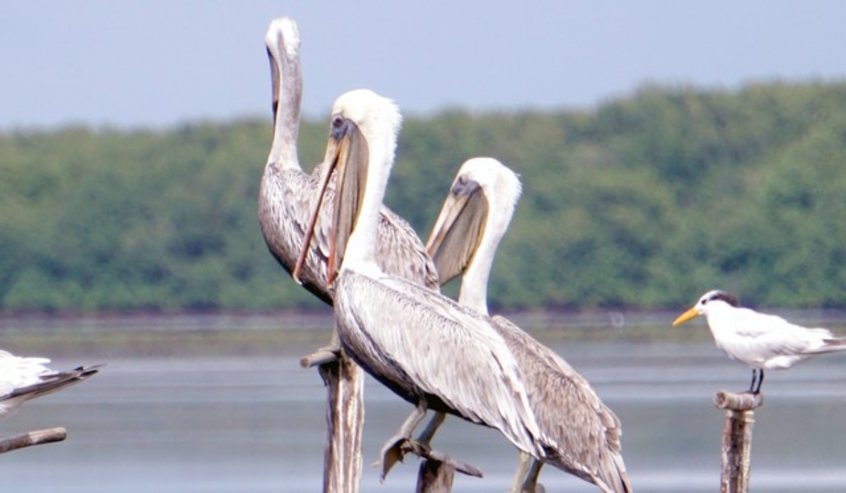 En Campeche se tiene el registro de 298 especies endémicas. Fotos: Lucio Blanco. En Campeche se tiene el registro de 298 especies endémicas. Fotos: Lucio Blanco.