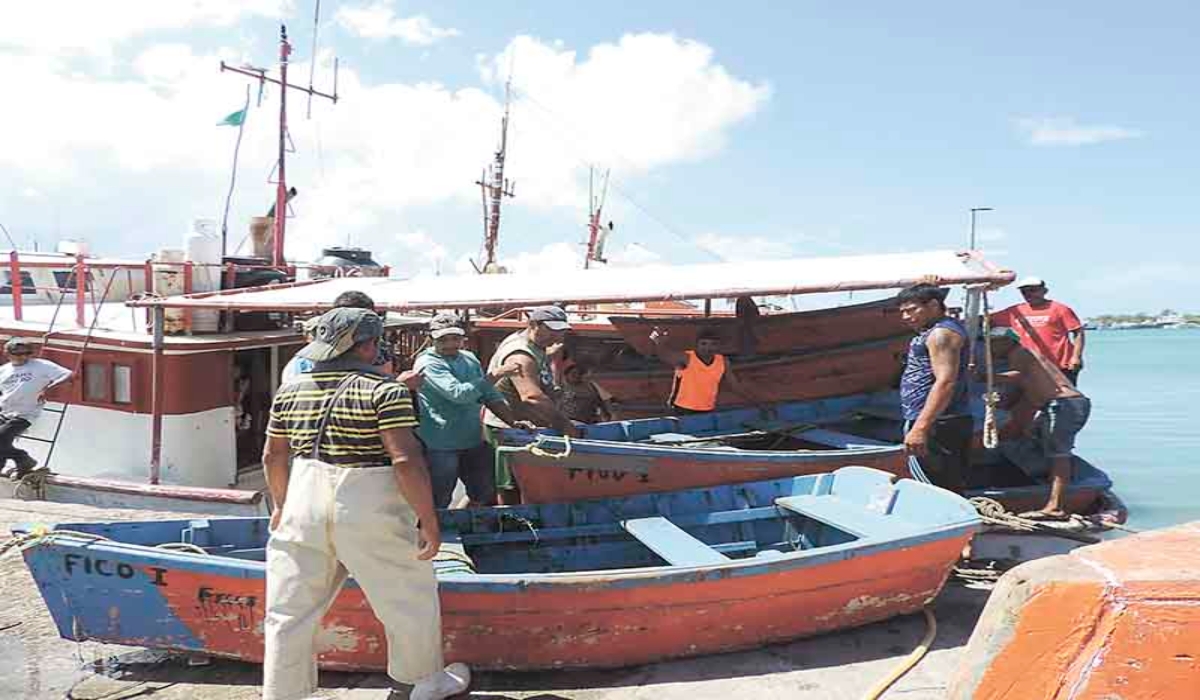 La captura del molusco este año está por debajo de lo registrado en 2019. Foto: Julio Jiménez Mendoza.