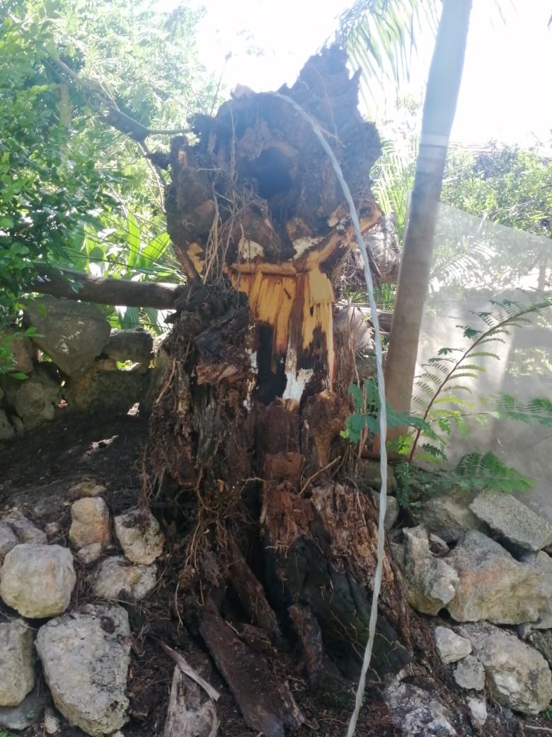 Árbol bota un poste y deja sin electricidad a comunidad en Felipe Carrillo Puerto
