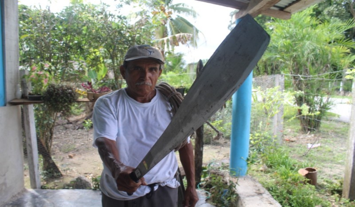 Actividad chiclera del sur de Quintana Roo, en decadencia