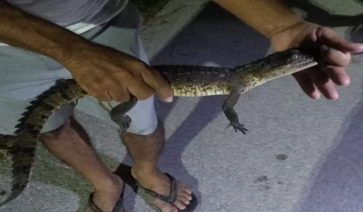 Una pareja acudió para hacerse cargo del ejemplar. Fotos: Alejandro Collí. Una pareja acudió para hacerse cargo del ejemplar. Fotos: Alejandro Collí.