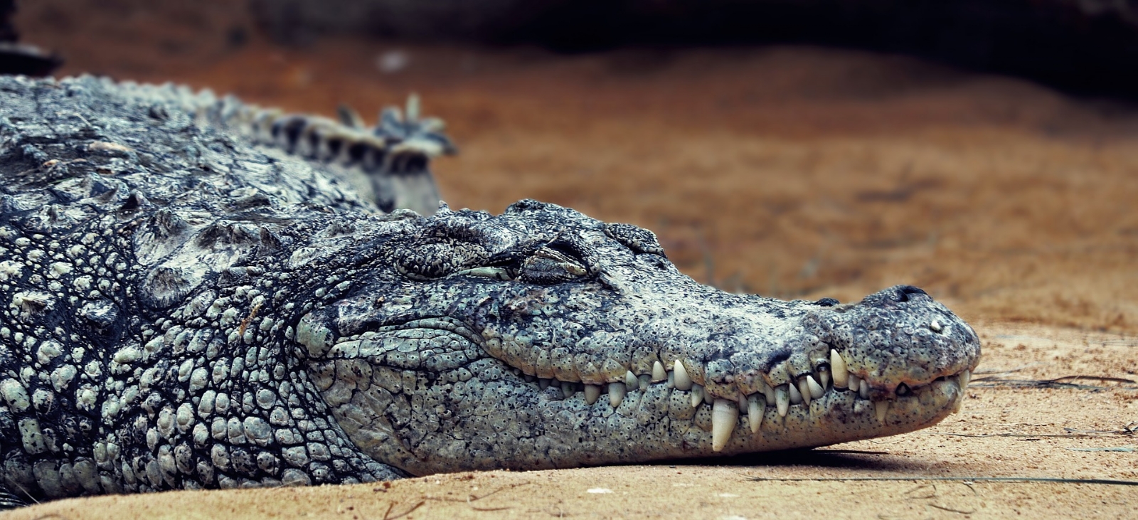 Imagen ilustrativa Foto: Pixabay Imagen ilustrativa Foto: Pixabay