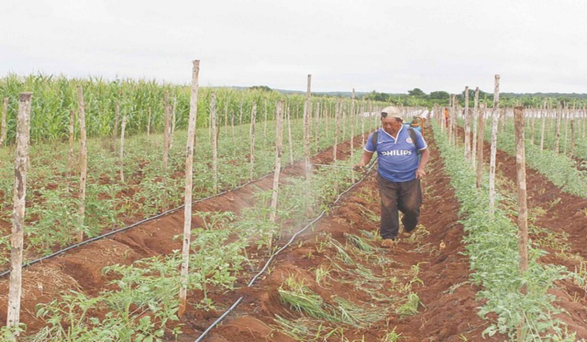 Carlos Poot Uitz invirtió alrededor de 160 mil pesos en la siembra de una hectárea de tomate. Foto: Jorge Uc. Carlos Poot Uitz invirtió alrededor de 160 mil pesos en la siembra de una hectárea de tomate. Foto: Jorge Uc.