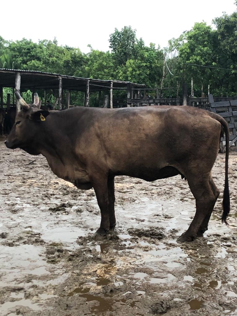 Corrales encharcados es otra de las afectaciones que sufrieron las rancherías, pero sin ninguna consideración. Foto: Víctor Rodríguez Corrales encharcados es otra de las afectaciones que sufrieron las rancherías, pero sin ninguna consideración. Foto: Víctor Rodríguez