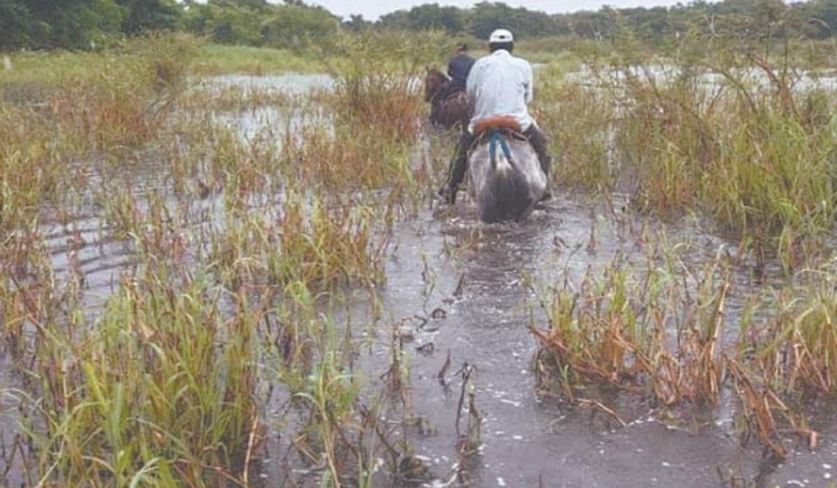 Debido a la inundación del campo, productores decidieron movilizar al ganado. Foto: Julio Gutiérrez.