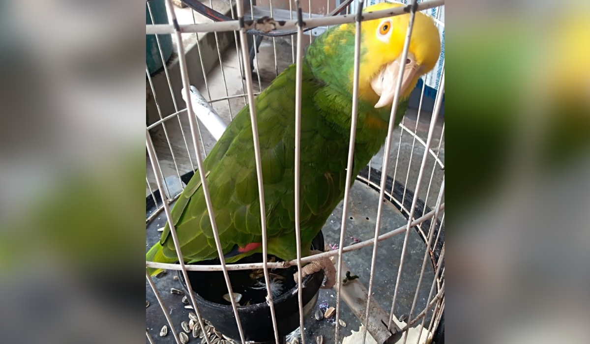 Aumenta el tráfico ilegal de loros en Ciudad del Carmen