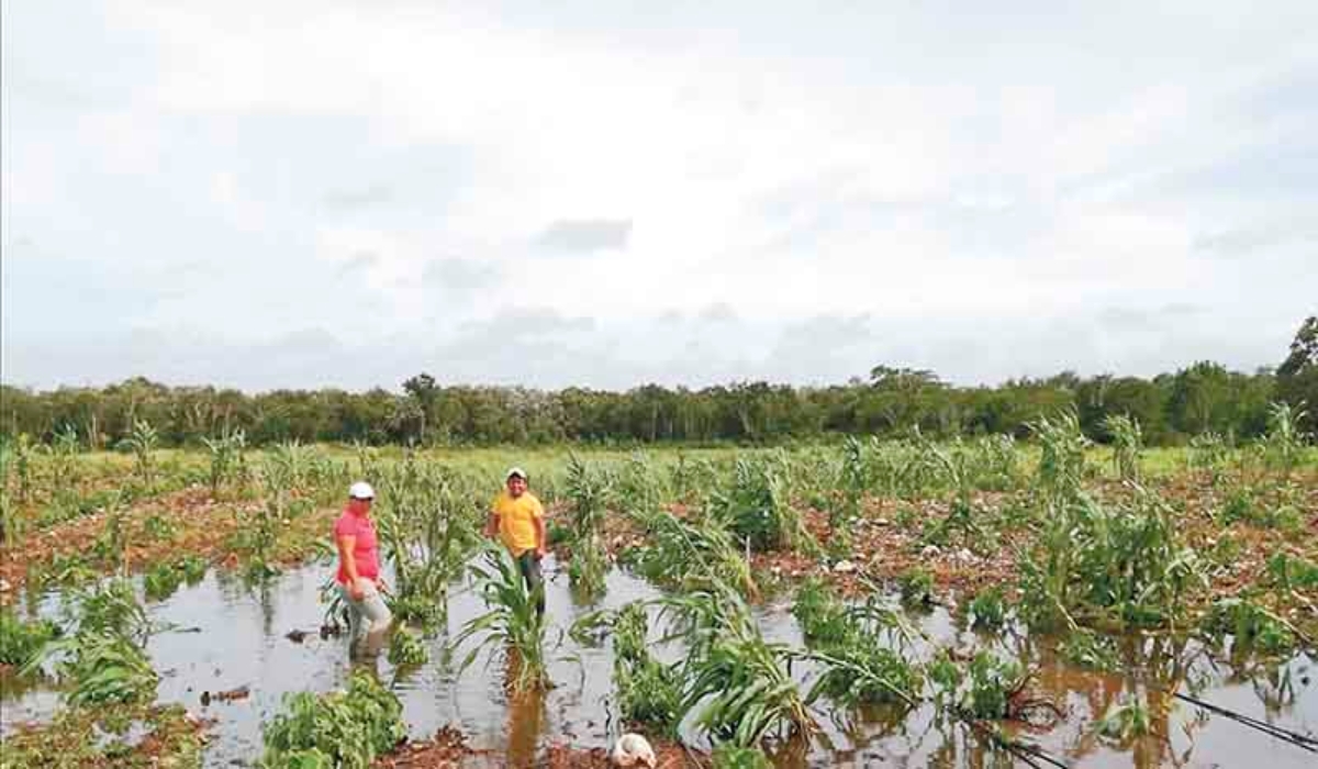 Es la tercera vez que los agricultores registran afectaciones en sus cultivos. Fotos: Por Esto!