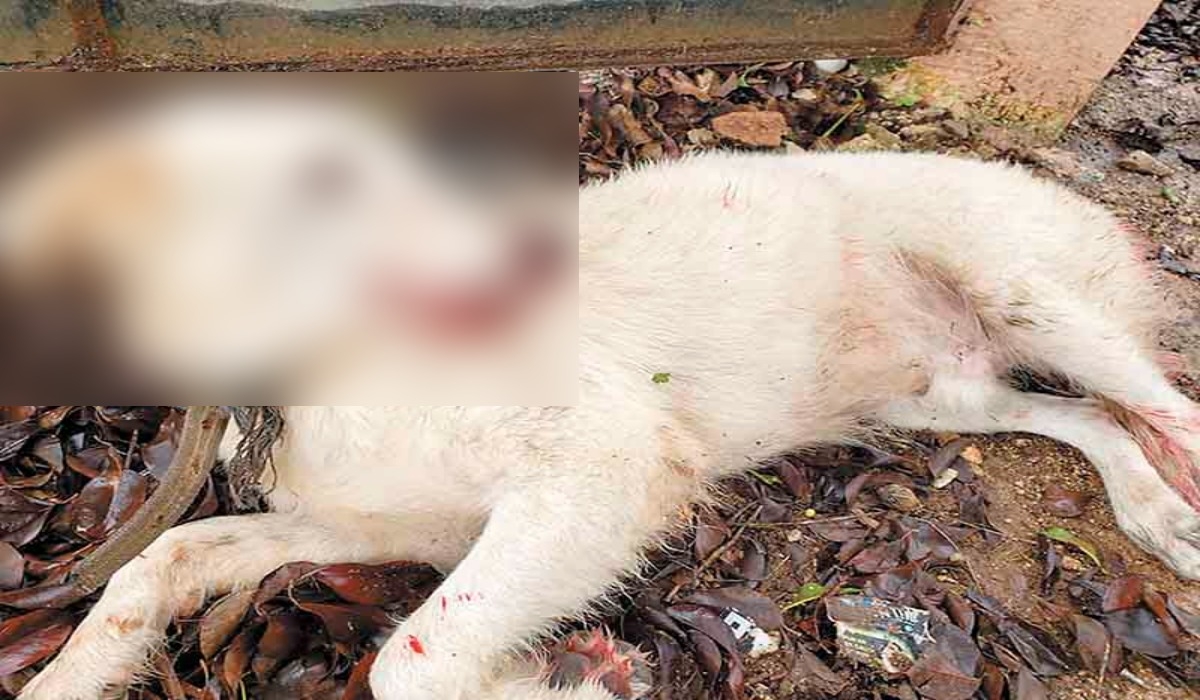 La usuaria relató en redes sociales que el perrito fue atropellado dos veces. Foto: Por Esto! La usuaria relató en redes sociales que el perrito fue atropellado dos veces. Foto: Por Esto!