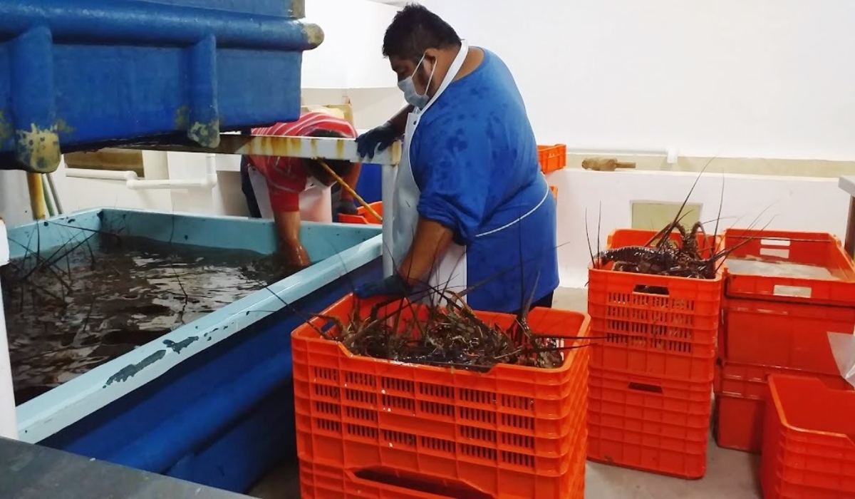 Esta acción supone una pérdida del 25% de sus ingresos. Foto: Karina Carrión. Esta acción supone una pérdida del 25% de sus ingresos. Foto: Karina Carrión.