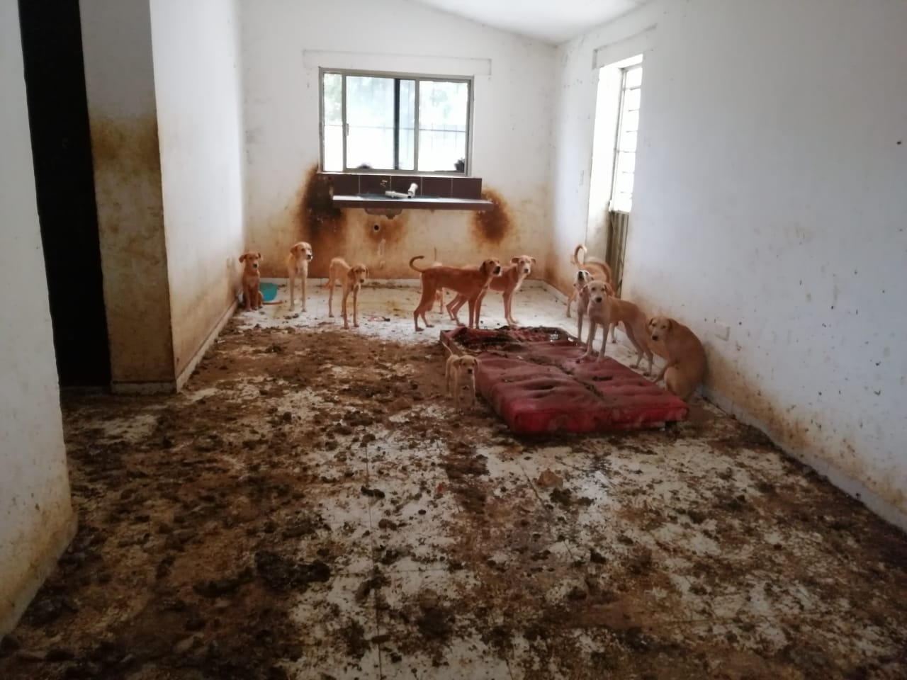 Dejan a 15 perros abandonados en una casa de Chetumal
