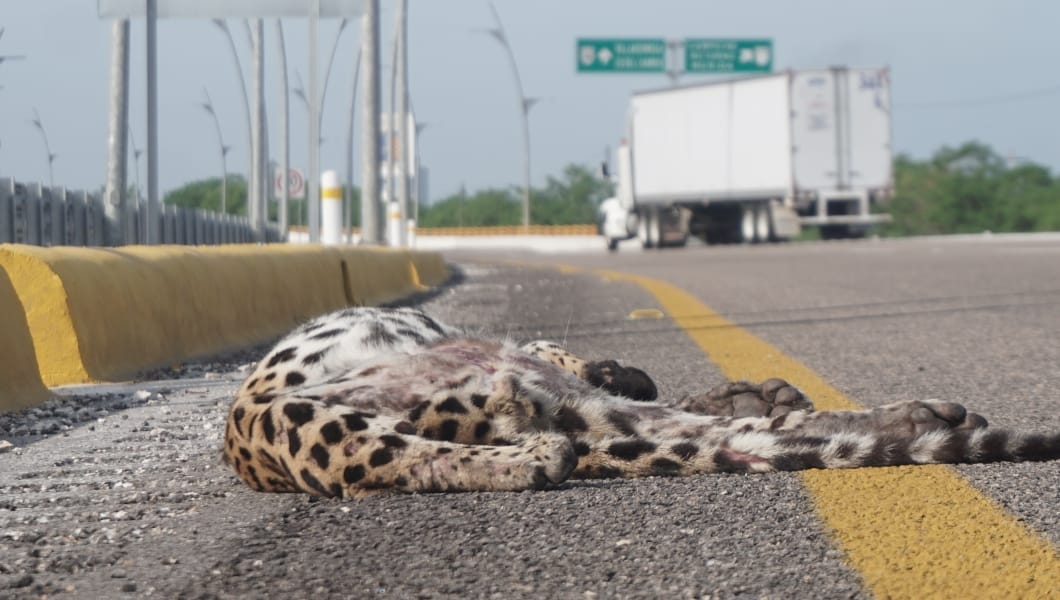 Atropellan y matan a un jaguar en la vía Campeche-Mérida