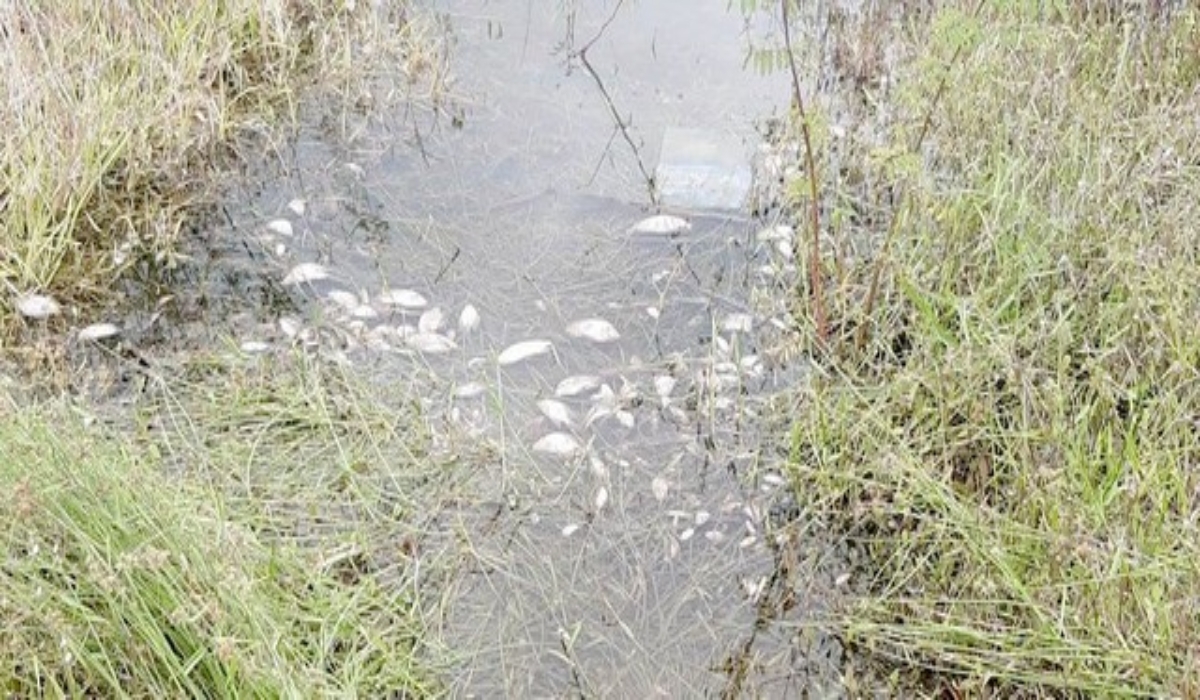 Solicitan una investigación a fondo sobre la muerte de las especies. Foto: José Valencia.