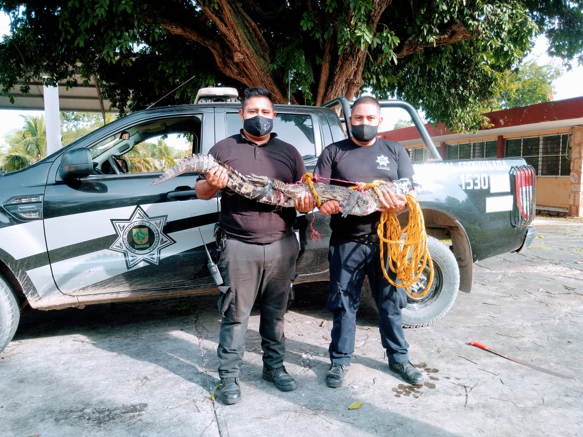 Delta provoca "invasión" de animales salvajes en Yucatán