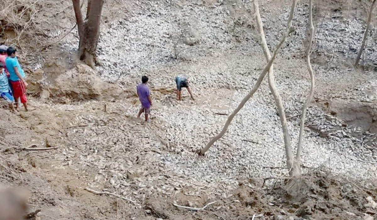 Las fuertes corrientes arrastraron a miles de mojarras.