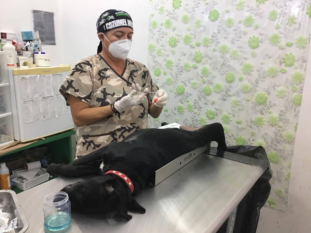 Se están realizando campañas de esterilización y adopción de mascotas Se están realizando campañas de esterilización y adopción de mascotas