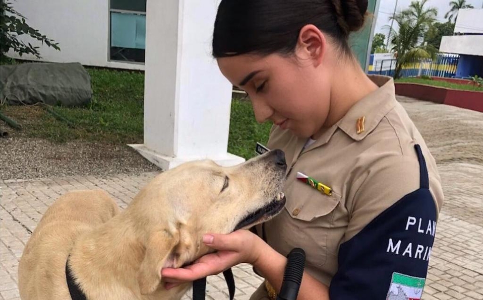 El perrito fue rescatado el pasado sábado durante las inundaciones en Tabasco Foto: Semar