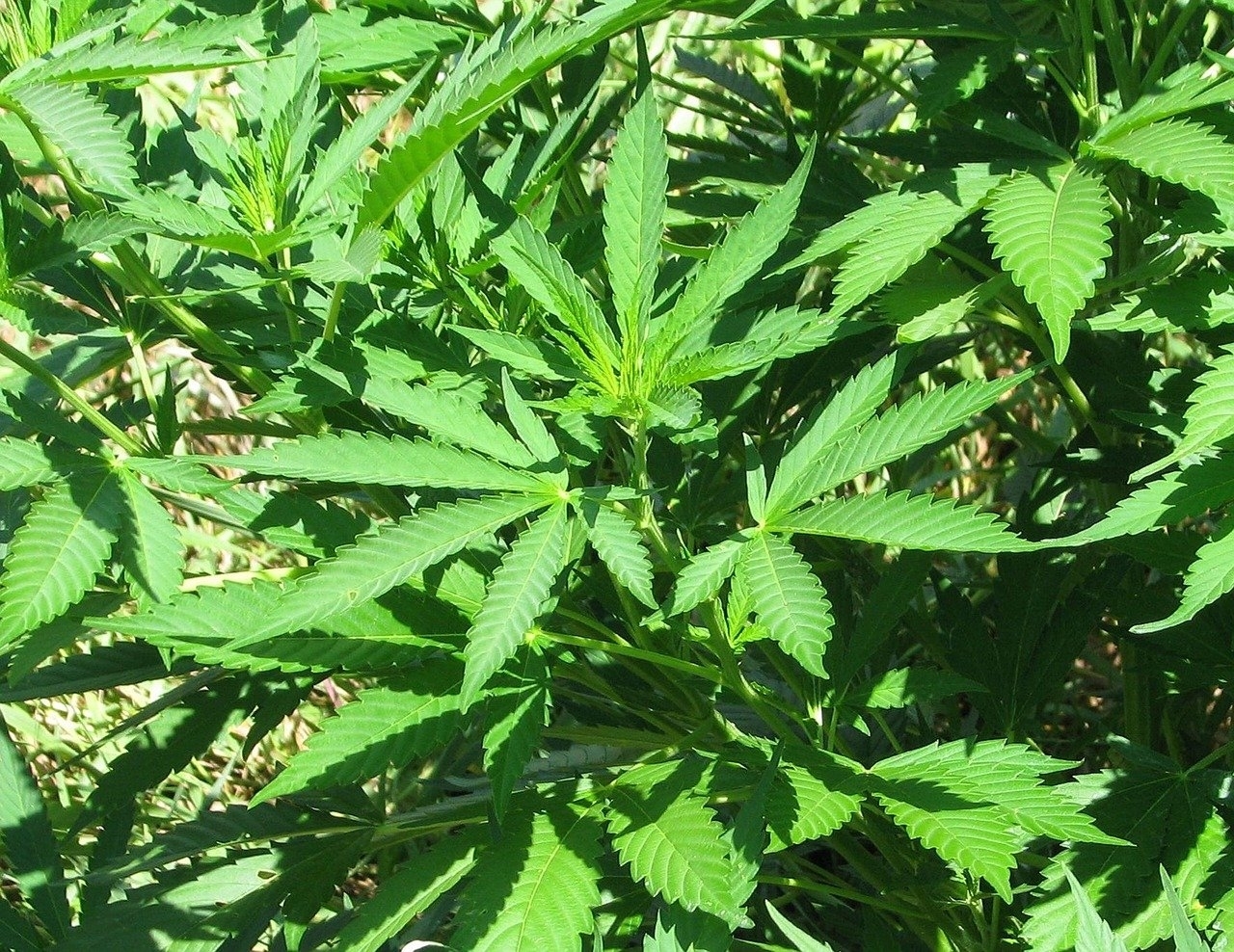 Campechanos preparan otros eventos a favor del consumo de la marihuana Campechanos preparan otros eventos a favor del consumo de la marihuana