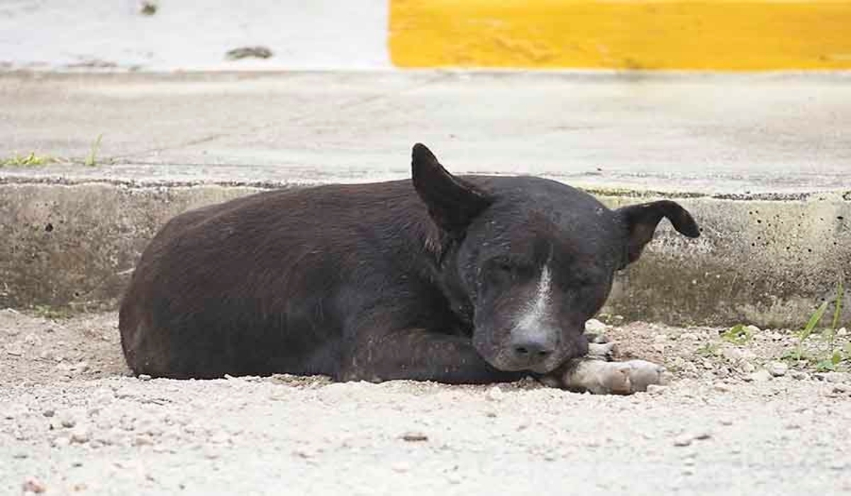 En la mayoría, las víctimas son propiedad del abusador, por lo cual difícilmente se puede denunciar.