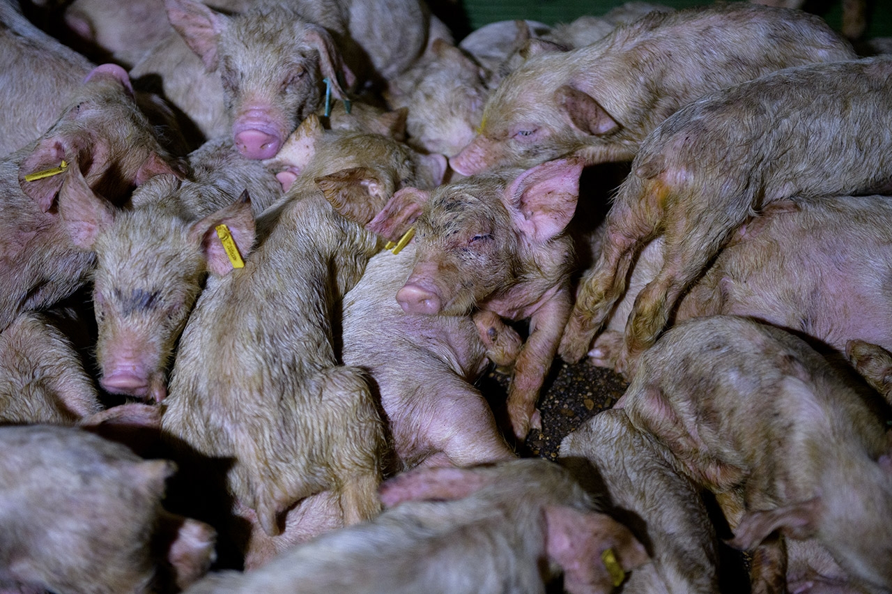Foto: Tras los muros