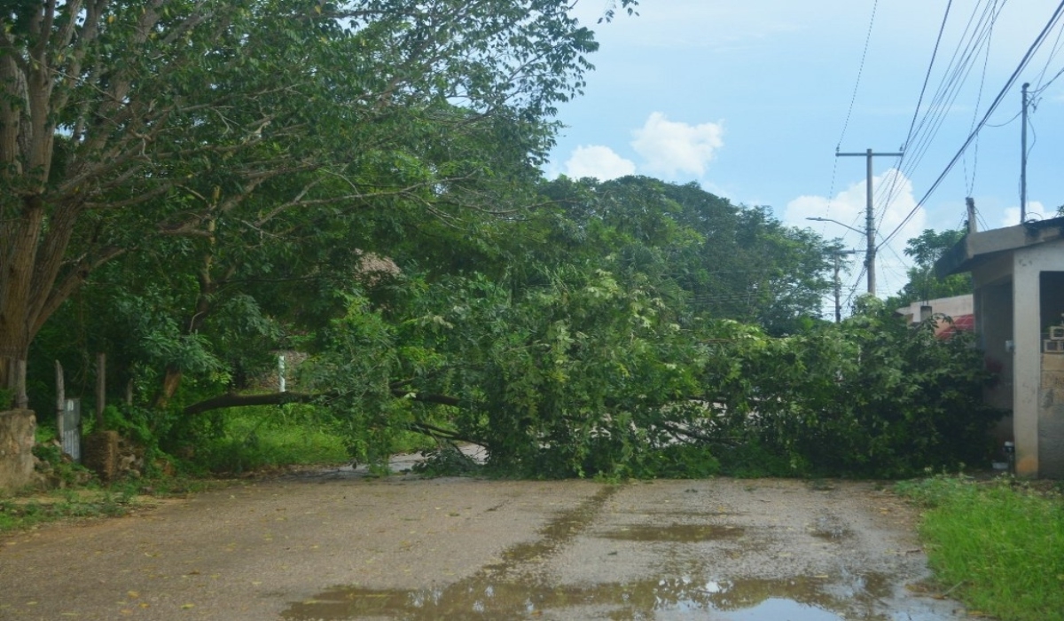 Protección Civil informó que hasta ayer no había reporte de inundaciones pero atendió la caída de un árbol en la ciudad. Protección Civil informó que hasta ayer no había reporte de inundaciones pero atendió la caída de un árbol en la ciudad.